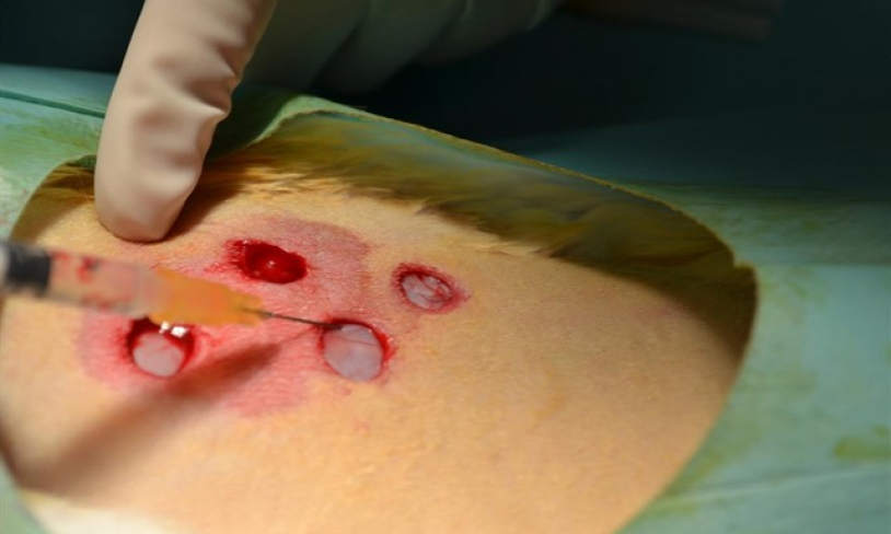 Desarrollan una terapia experimental regenerativa que mejora la cicatrización de las heridas